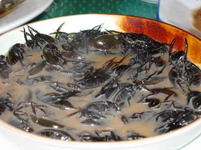 cooking_insects_scorpionsoup.jpg
